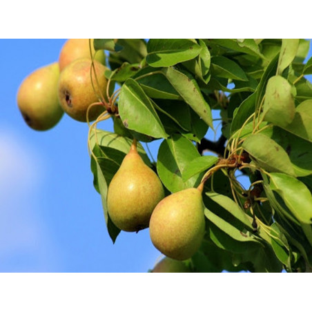 Grusza Kaukaska 2-007