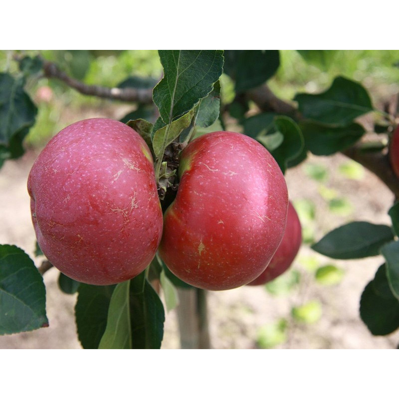 Drzewko Jabłoń Lobo 2-311