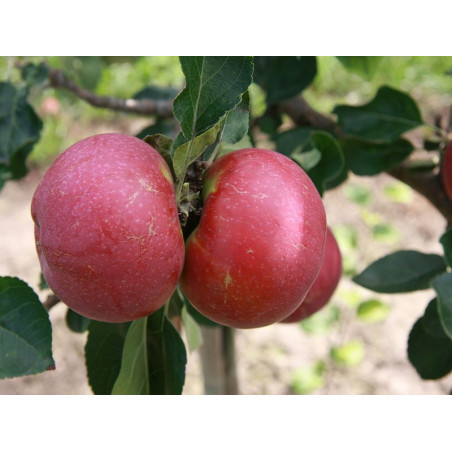 Drzewko Jabłoń Lobo 2-311