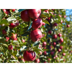 Jabłoń Rubin 2-318