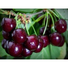 Wiśnia Nana Groniasta 2-803