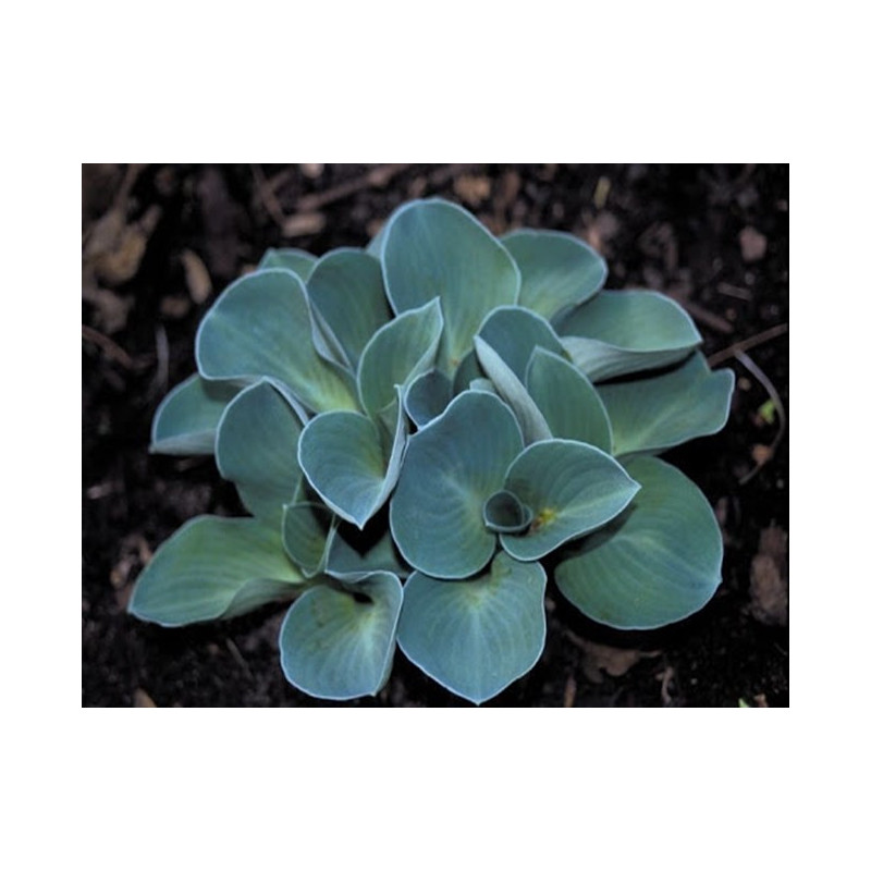 FUNKIA Ogrodowa Blue Mouse Ears 17-008