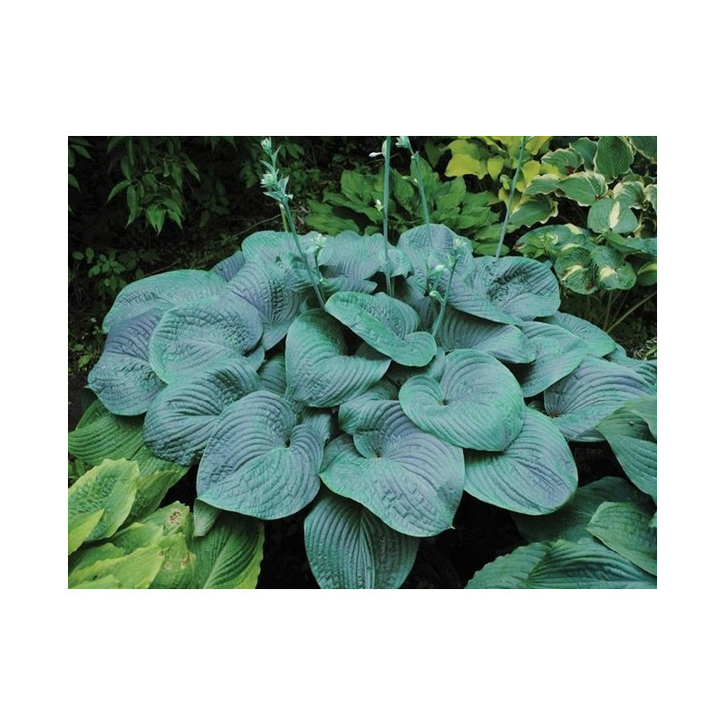 FUNKIA Ogrodowa  Blue Mammoth 17-014