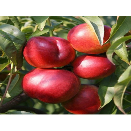 Nektaryna Durbin 2-501