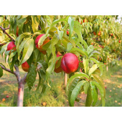 Nektaryna Independence 2-505