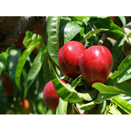 Nektaryna Harblaze 2-504