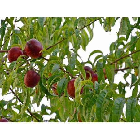 Nektaryna Fantazja 2-502