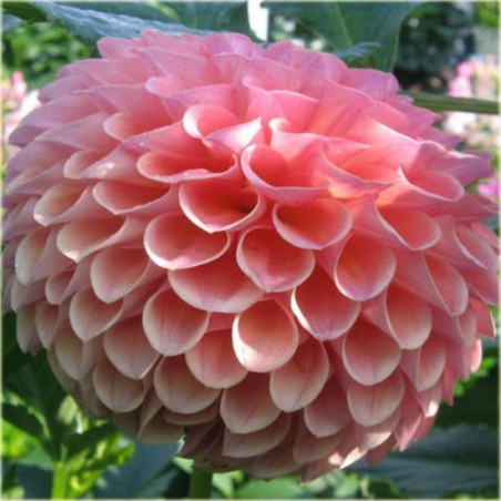 DALIA KULISTA - Jowey Winnie 9-024