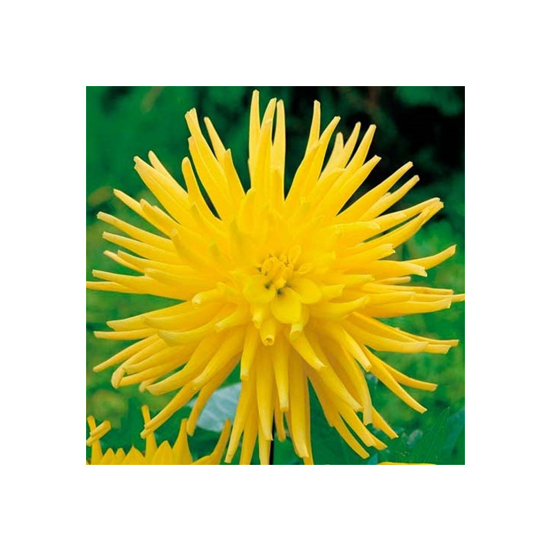 DALIA - Yellow Star 9-019