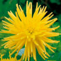 DALIA - Yellow Star 9-019