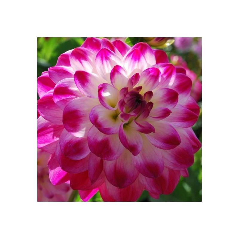 DALIA - Unce Henkey 9-018