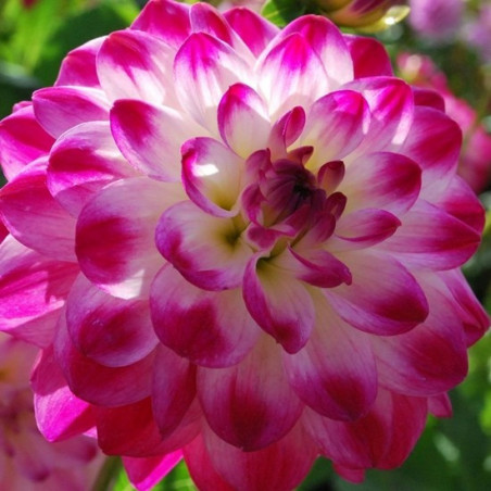 DALIA - Unce Henkey 9-018