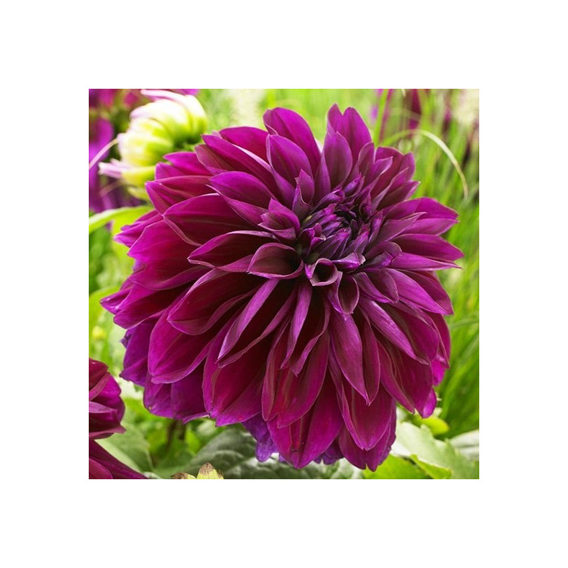 DALIA - Thomas Edison 9-028