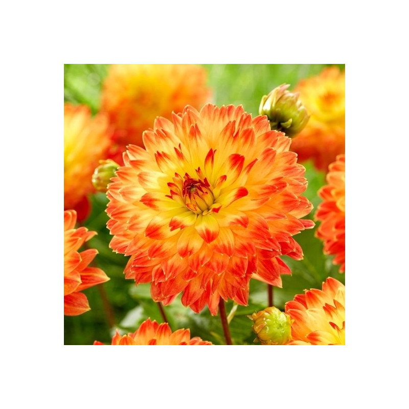 DALIA - Procyon 9-017