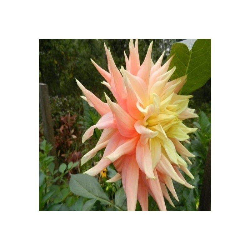 DALIA - Pop Streton 9-034