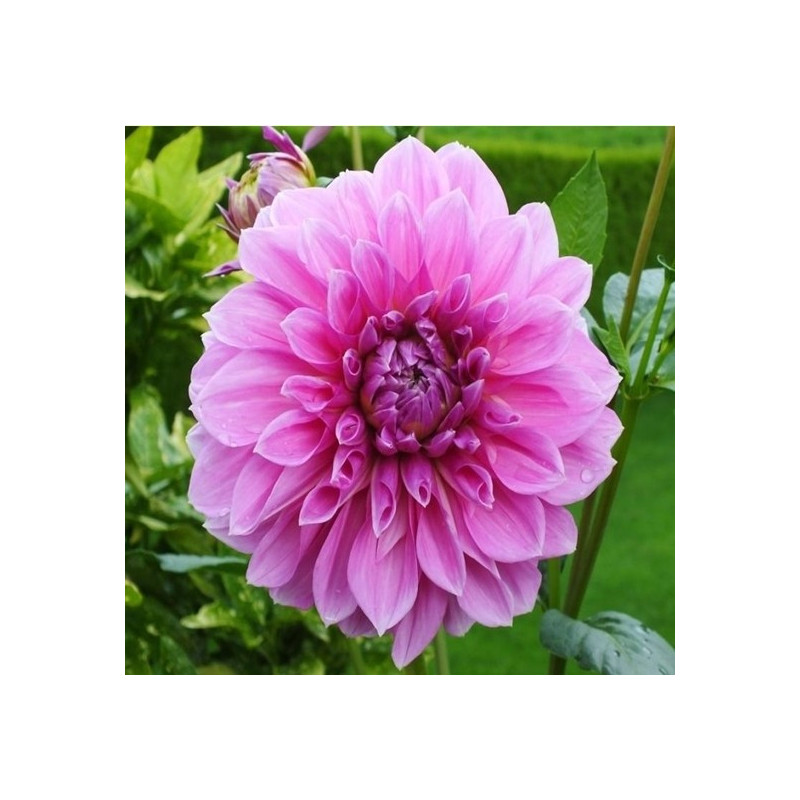 DALIA - Perfection 9-016