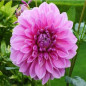 DALIA - Perfection 9-016