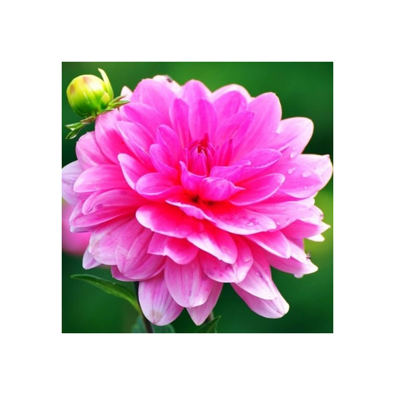 DALIA - Onesta 9-015