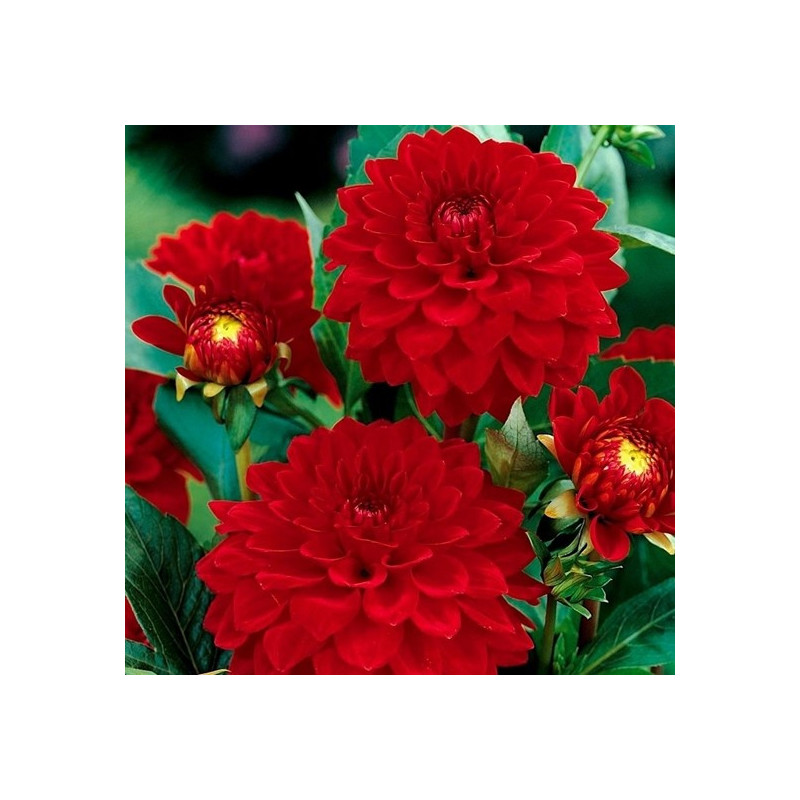 DALIA - Garden Wonder 9-007