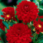 DALIA - Garden Wonder 9-007