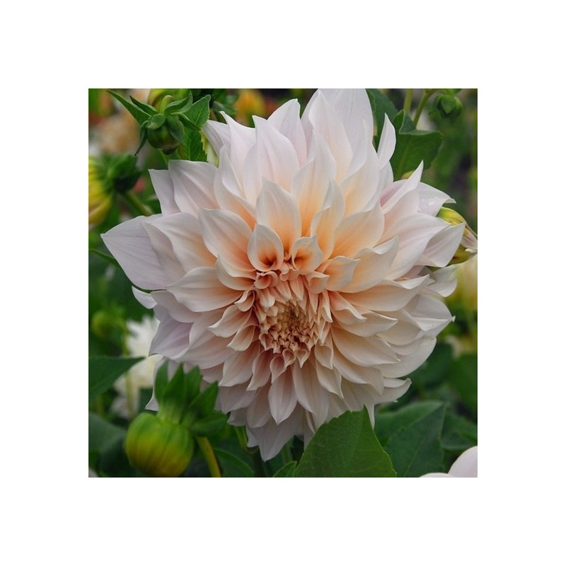 DALIA - Dinner Plate Dolly 9-035