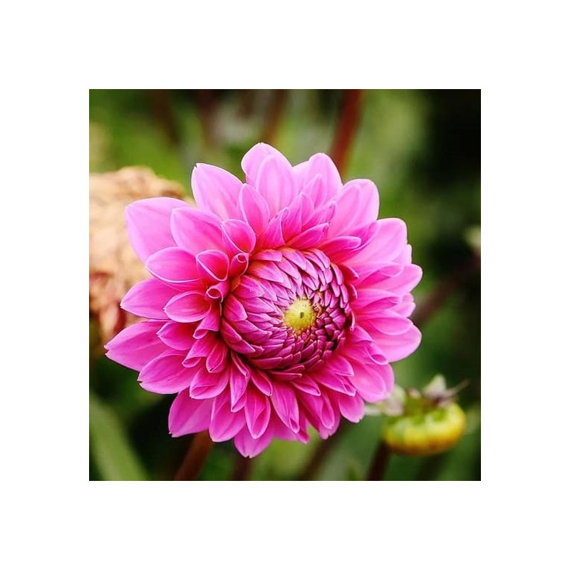 DALIA - Asteraceae 9-032 DALIA - Asteraceae 9-032