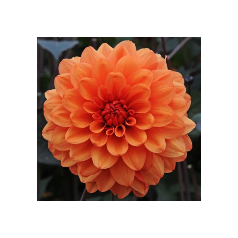 DALIA - David Howard 9-003