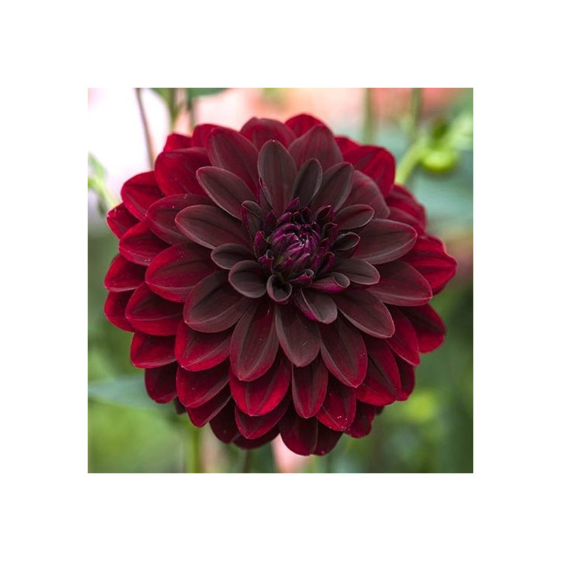 DALIA - Arabian Night 9-001