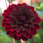 DALIA - Arabian Night 9-001