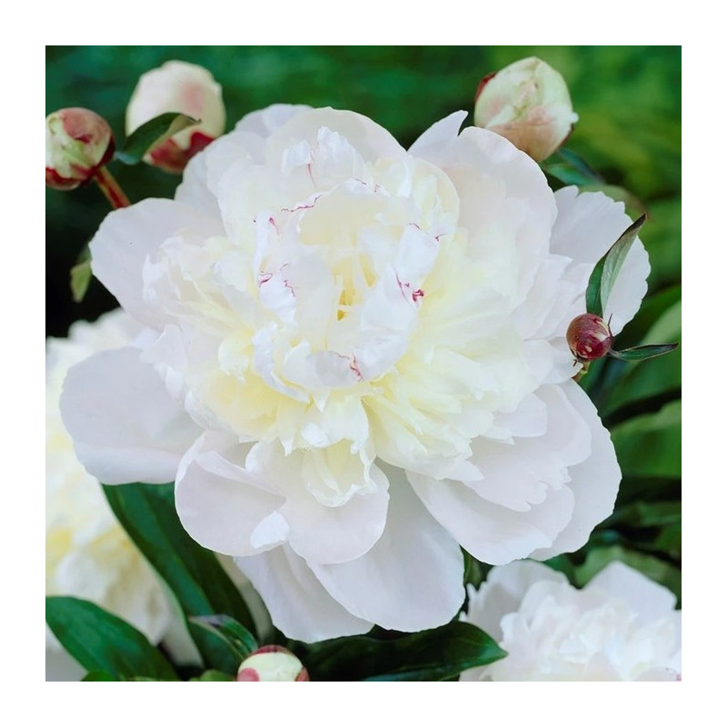 PIWONIA CHIŃSKA Avalanche 6-004 PIWONIA CHIŃSKA Avalanche 6-004