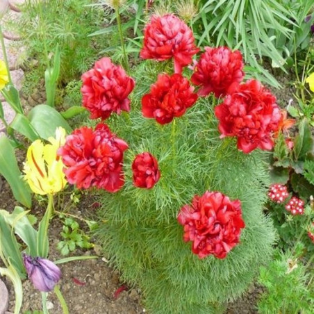 PIWONIA CHIŃSKA Rubra Plena 6-036