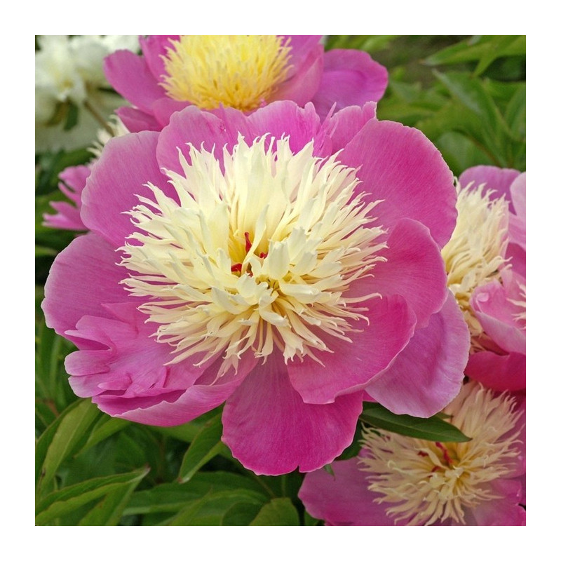 PIWONIA CHIŃSKA Bowl of Beauty 6-008