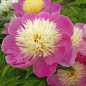 PIWONIA CHIŃSKA Bowl of Beauty 6-008