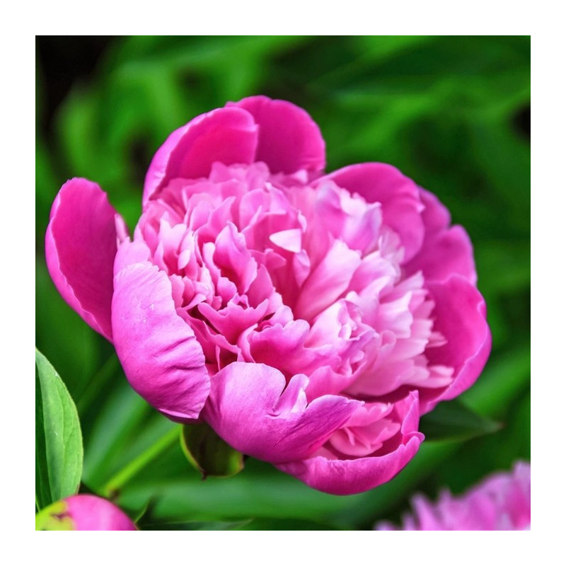 PIWONIA CHIŃSKA Edulis Superba 6-019