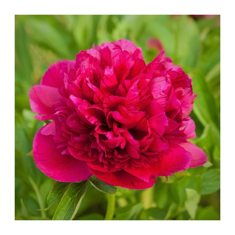 PIWONIA CHIŃSKA Koppius 6-027