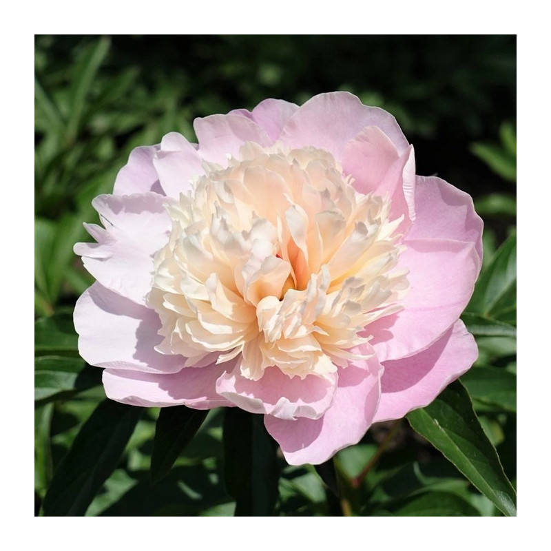 PIWONIA CHIŃSKA Lady Alexandra Duff 6-029