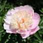 PIWONIA CHIŃSKA Lady Alexandra Duff 6-029