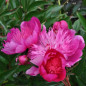 PIWONIA CHIŃSKA Madame Butterfly 6-030