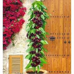 Czereśnia kolumnowa Silva 2-912