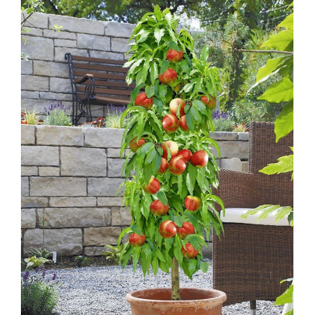 Nektaryna kolumnowa Harco 2-910