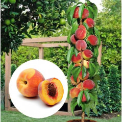 Brzoskwinia kolumnowa Velvet 2-909