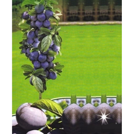 Śliwa kolumnowa Imperial 2-908