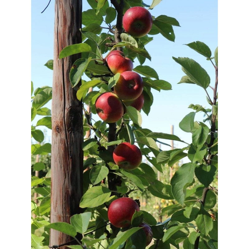 Drzewko Jabłoń Kolumnowa Malus Polka 2-903