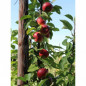 Drzewko Jabłoń Kolumnowa Malus Polka 2-903