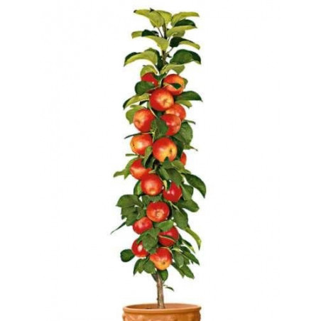 Jabłoń Kolumnowa Obelisk 2-905