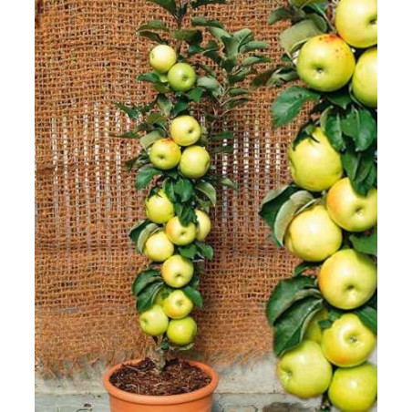 Jabłoń Kolumnowa Bolero Malus 2-902