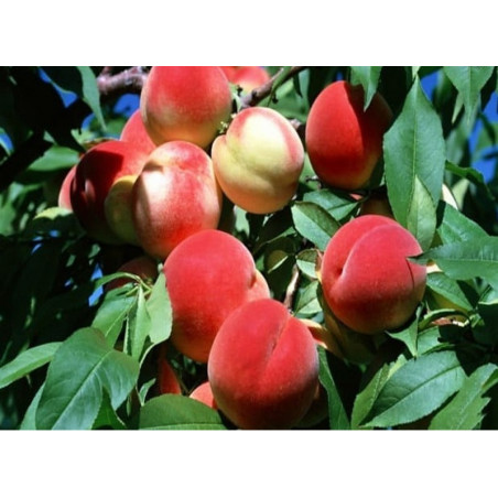 Drzewko Brzoskwinia Inka 2-003