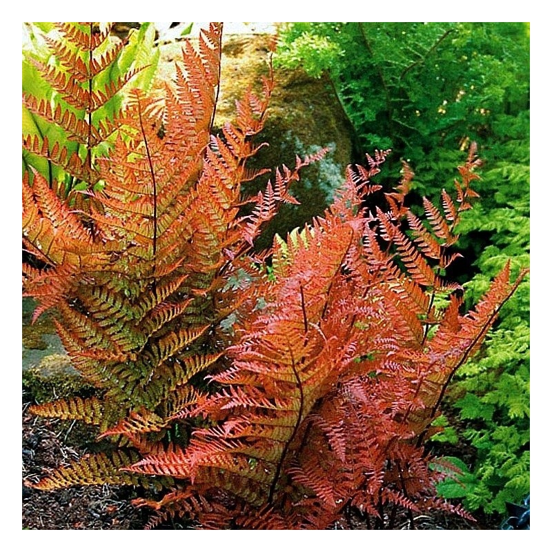 Paproć Wietlica Brillance Autumn