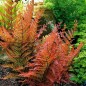 Paproć Wietlica Brillance Autumn