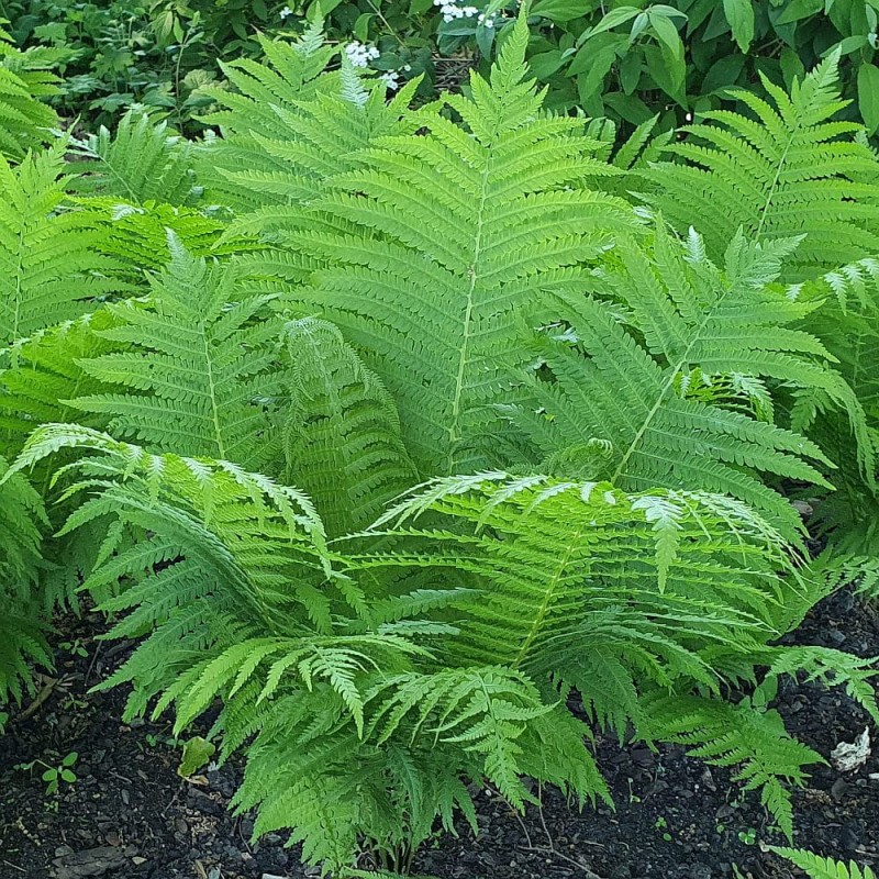 Paproć Wietlica Ostrich Plume